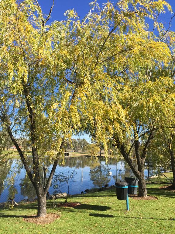 Junee Tourist Park Buitenkant foto
